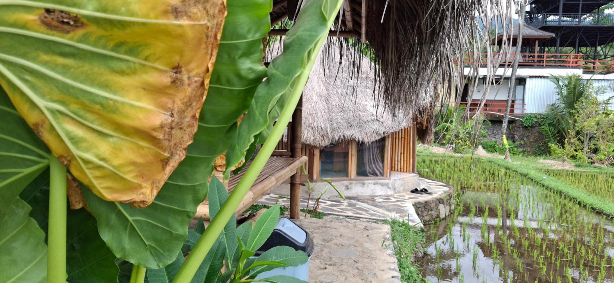 Uma Nirmala Aling-Aling Hotel Singaraja Екстериор снимка